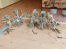 Игровая викторина «День рождения фольклора»
